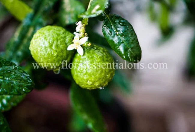 Bergamot Essential Oil