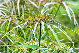 Cypriol Essential Oil