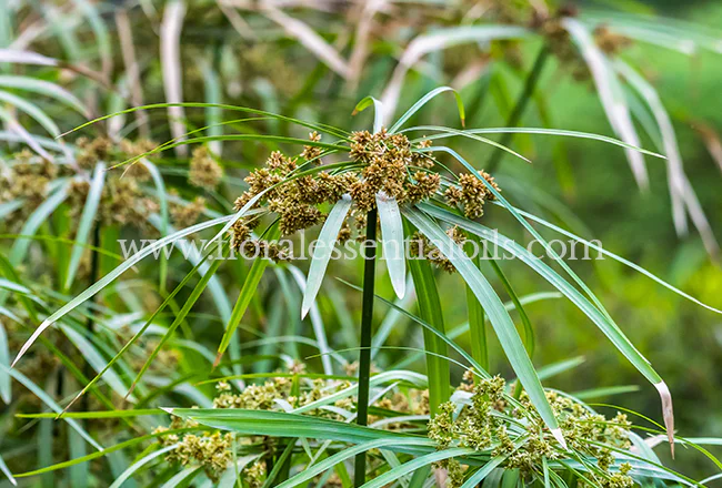 Cypriol Essential Oil