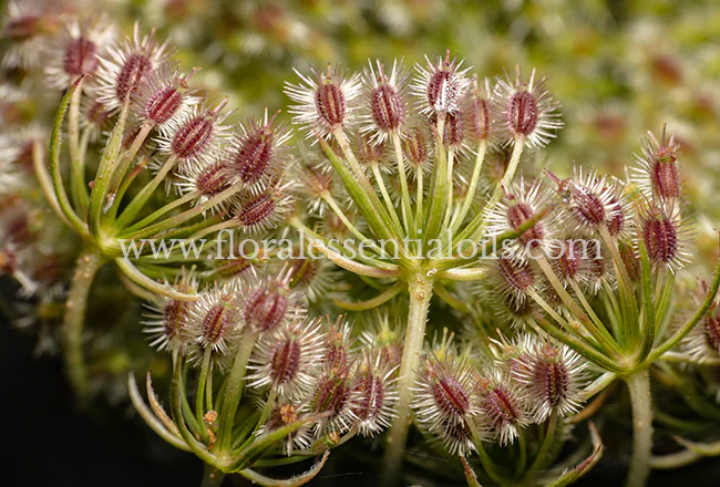 Carrot Seed Oil