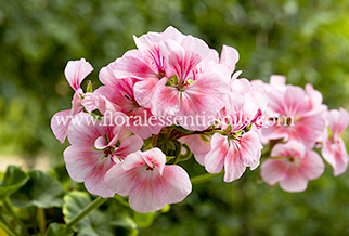 Rose Geranium Oil