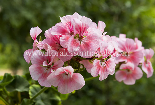 Rose Geranium Oil