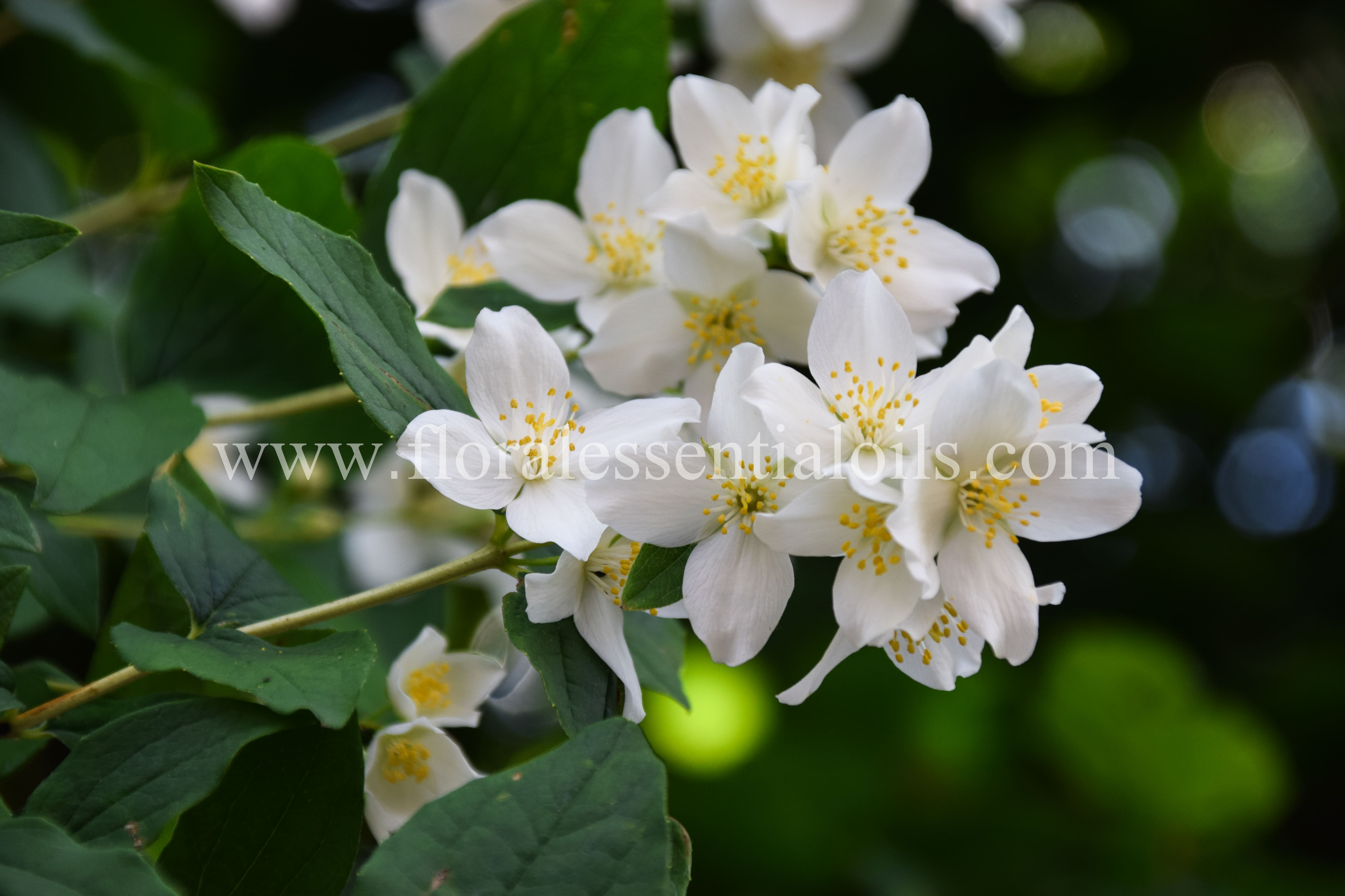 Jasmine Grandiflorum Absolute