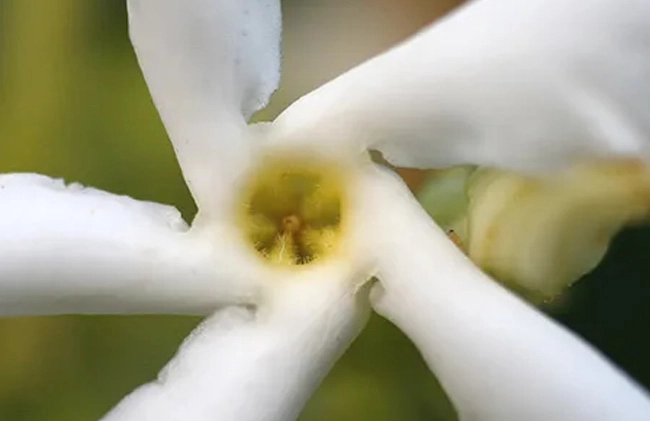 Jasmine Grandiflorum Absolute