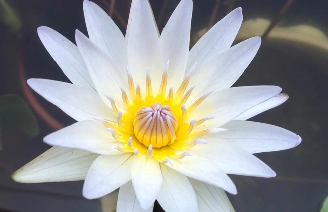 Lotus Absolute - White