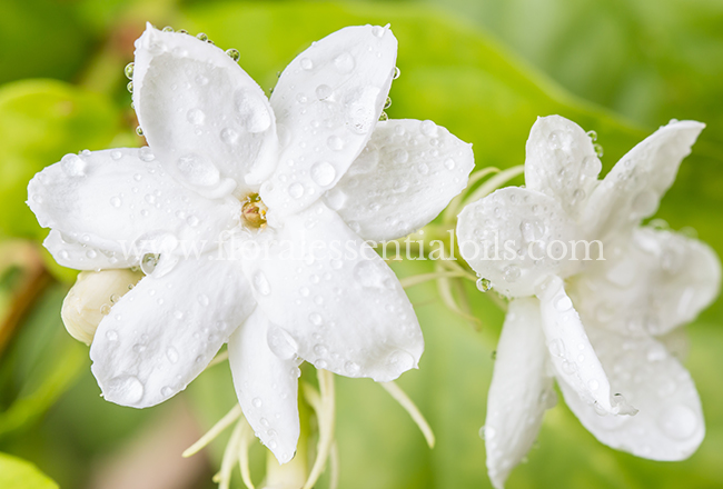 Jasmine Oil for Soap