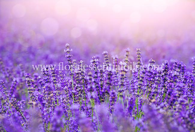 Lavender Oil for Soap