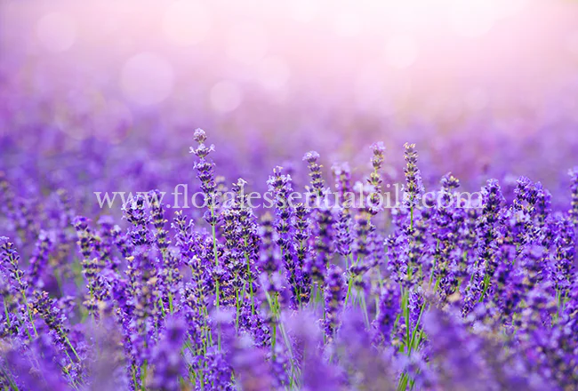 Lavender Oil for Soap