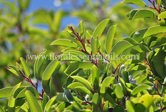 Sandalwood Fragrance Oil