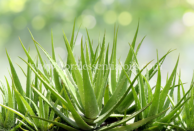 Aloe Vera Fragrance Concentrate