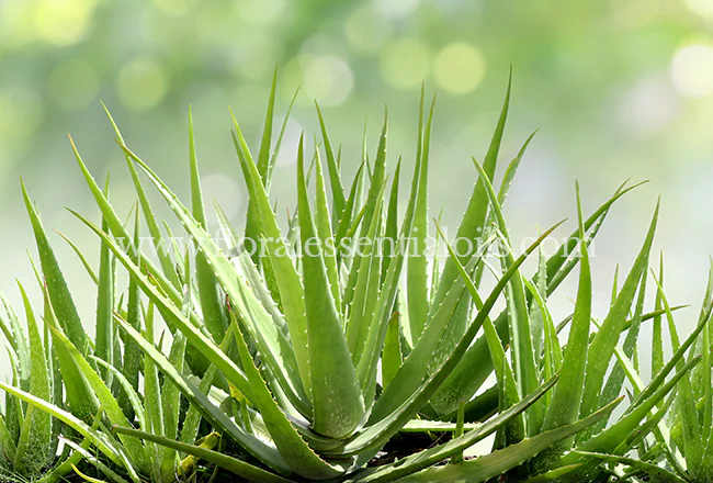 Aloe Vera Fragrance Concentrate