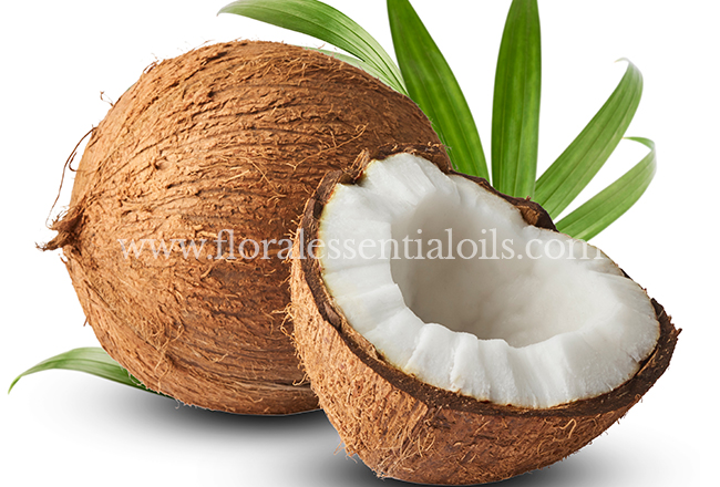 Lip-Safe Coconut Fragrance Oil, Seattle, WA