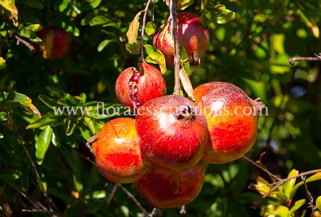 Pomegranate Fragrance Concentrate