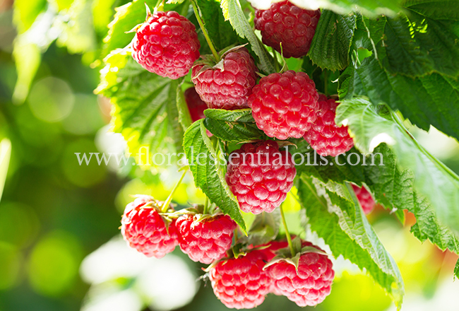 Raspberry Fragrance Concentrate