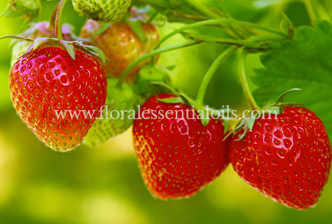 Strawberry Fragrance Concentrate