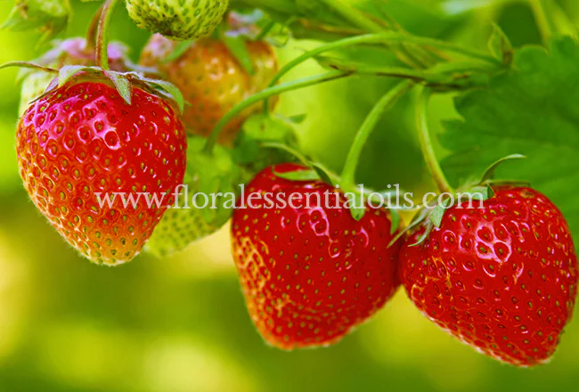 Strawberry Fragrance Concentrate