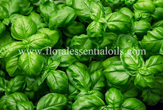 Basil Organic Essential Oil