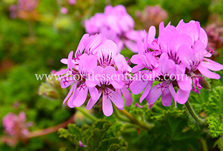 Geranium Organic Essential Oil