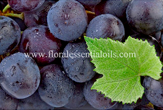 Grapeseed Carrier Oil