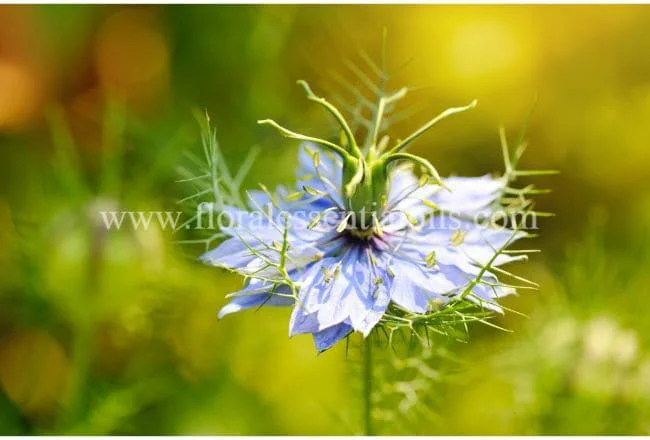 Black Cumin Seed Carrier Oil - Virgin