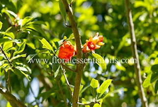 Pomegranate Organic Carrier Oil