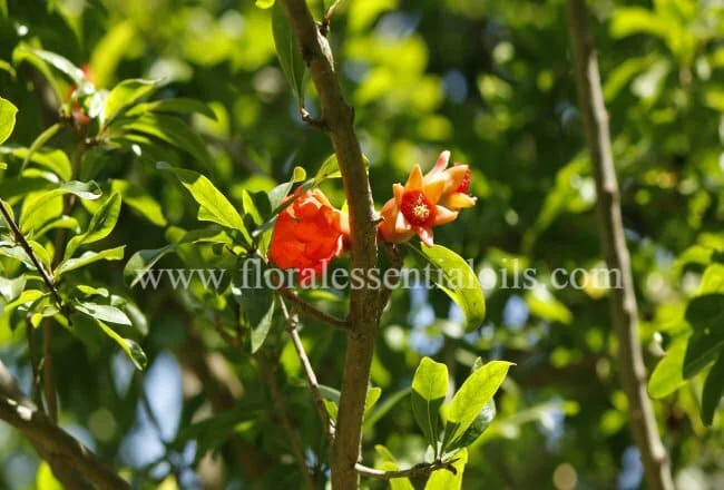 Pomegranate Organic Carrier Oil