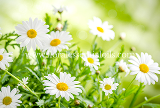 CHAMOMILE GERMAN HYDROSOL PURE FLORAL WATERS