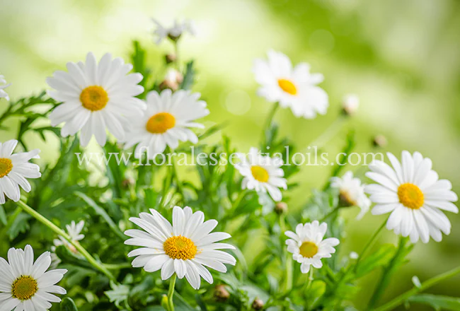 CHAMOMILE GERMAN HYDROSOL PURE FLORAL WATERS