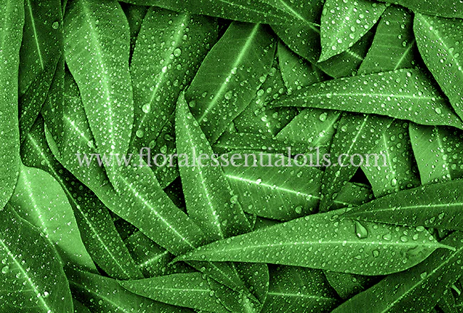 Eucalyptus Floral Water
