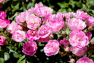 Rose Otto Essential Oil