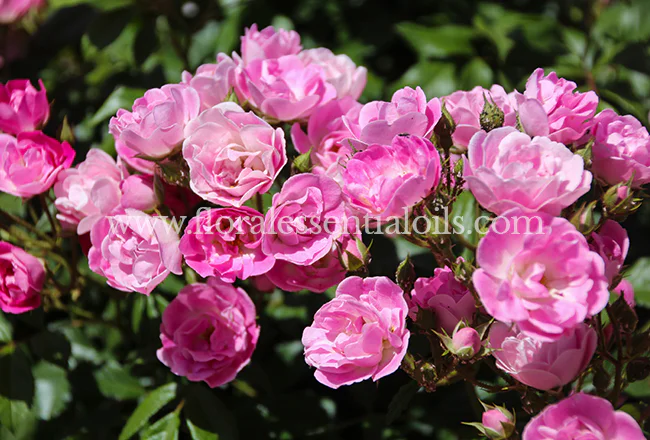 Rose Otto Essential Oil