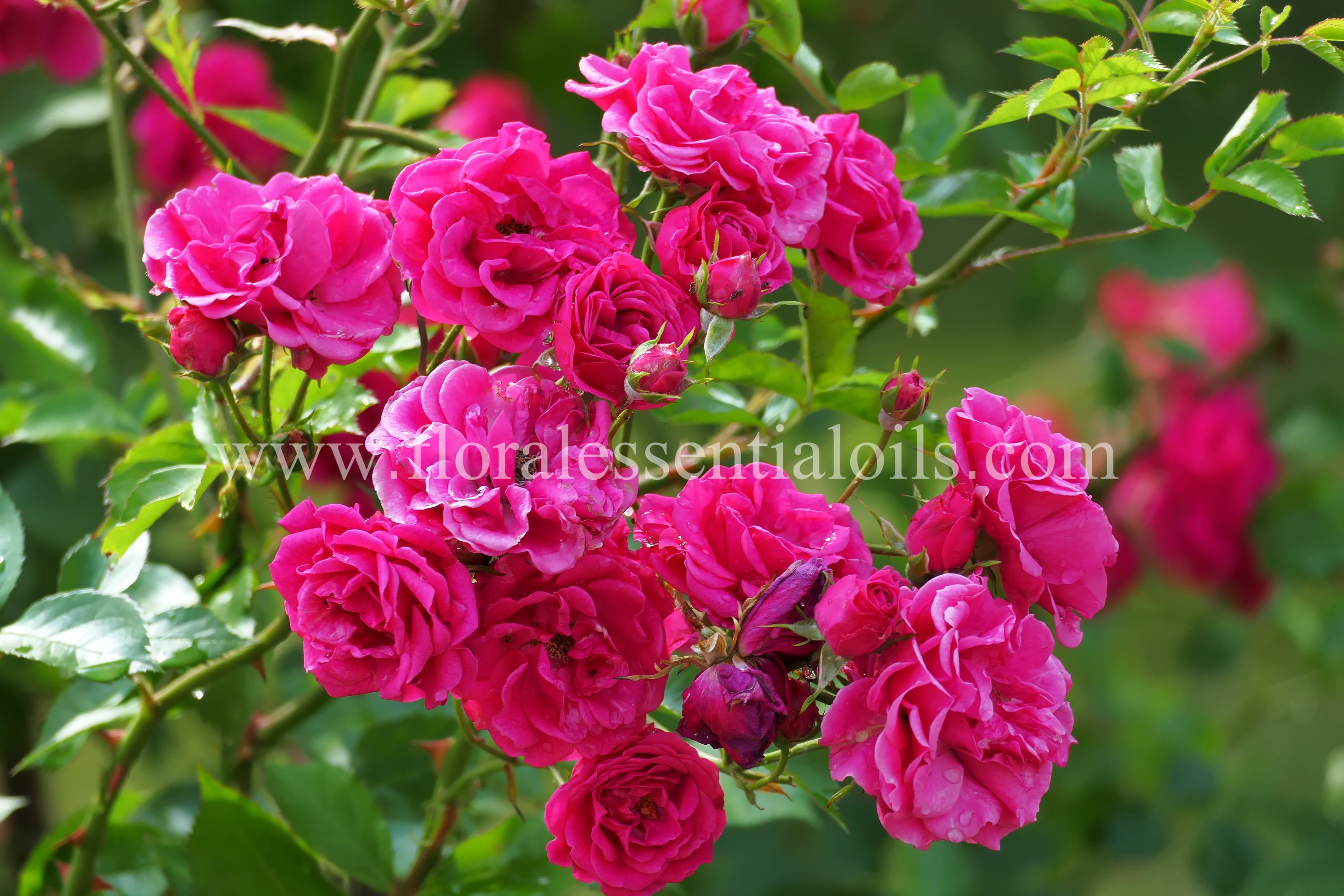 Rose Absolute (Bulgaria)