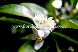 NEROLI PURE & NATURAL FLORAL WATERS