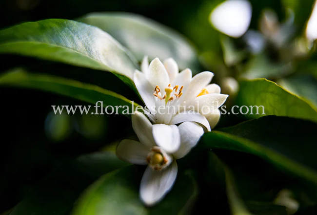 NEROLI PURE & NATURAL FLORAL WATERS
