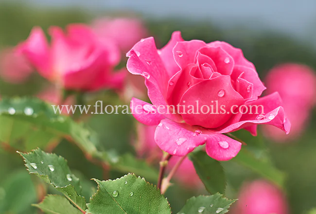 ROSE OTTO HYDROSOL FLORAL WATERS