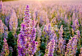 Clary Sage Organic Essential Oil