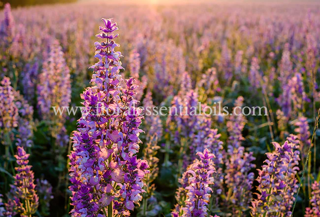Clary Sage Organic Essential Oil