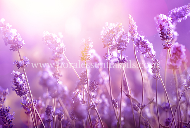 Lavender Organic Essential Oil