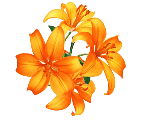 img_1.webp
