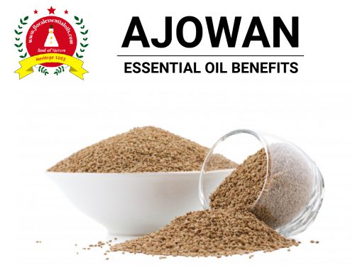 ajowan essential oil benefits