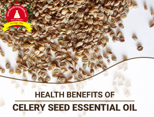 benefits of celery seed essential oil