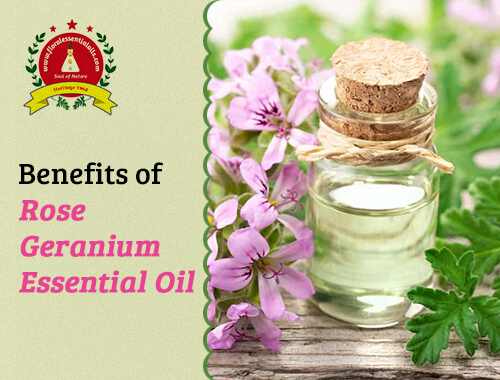 benefits of rose geranium essential oil