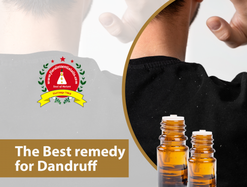 essential oils manufacturers in india