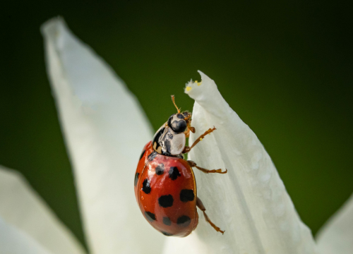 Essential Oils for Bug Repulsion